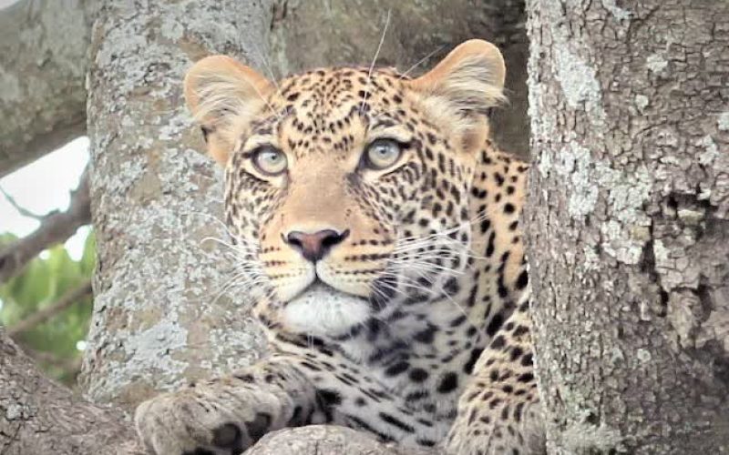 leopard-in-the-serengeti